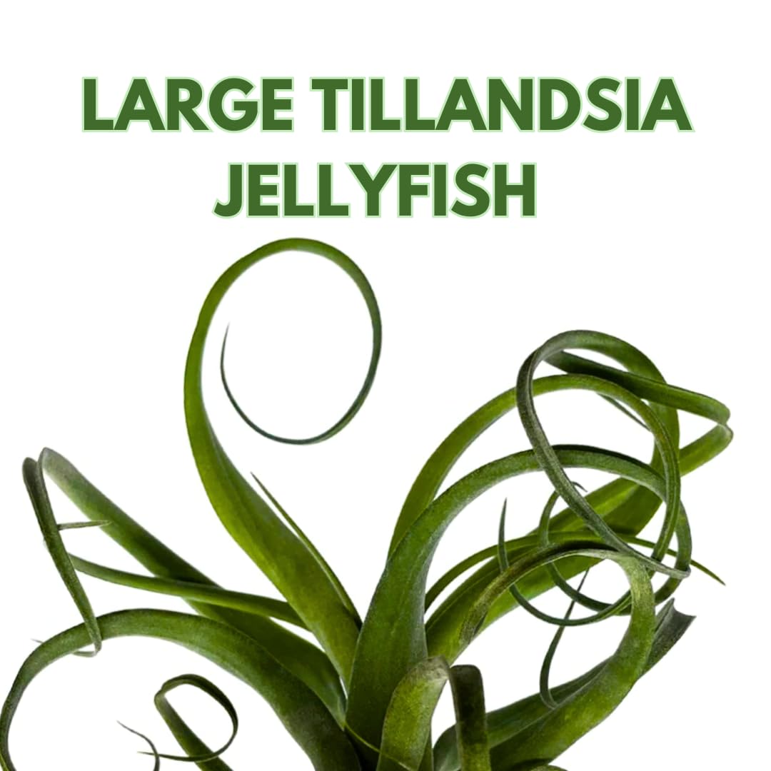 BubbleBlooms Large Tillandsia Jellyfish, Big Hanging air Plant with Seashell