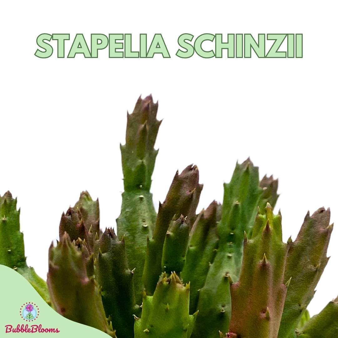 Stapelia Schinzii, 4 inch Rare Huernia, Stapeliad Orbea Unique Flowering Asclepiads