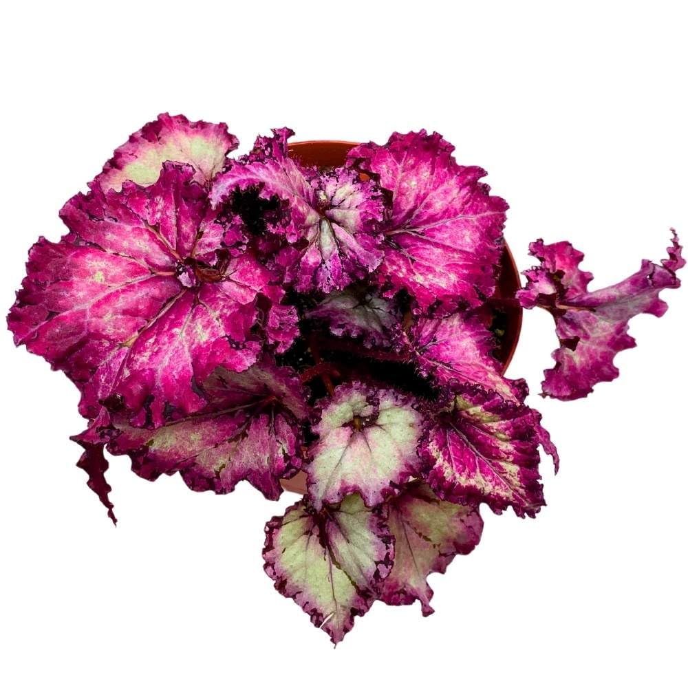 Harmony's Pink Persuasion 6 inch Begonia Rex Deep Pink Gnarly Curly Leaves