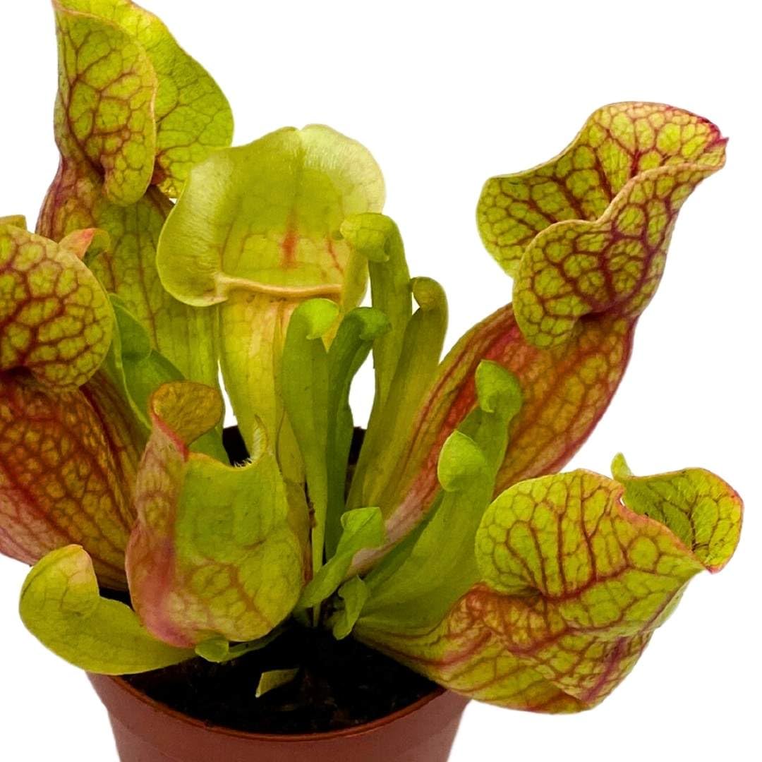 BubbleBlooms Carnivorous Plant Jumpo Red Parrot Pitcher Sarracenia 2 inch