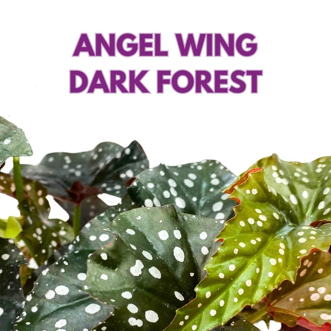 Harmony Foliage Angel Wing Cane Begonia Dark Forest 4 inch