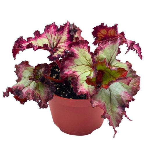 Harmony's Witchy Woman Begonia Rex 6 inch Spirals and Tails