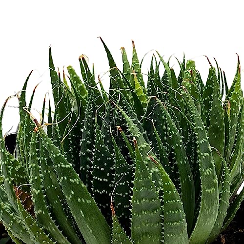 BubbleBlooms Gasteria Flow in a 6 inch Pot Aloe Haworthiodes, Aloe Flow