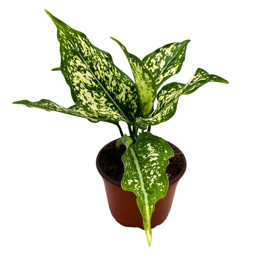 BubbleBlooms Dieffenbachia White Etna in a 4 inch Pot