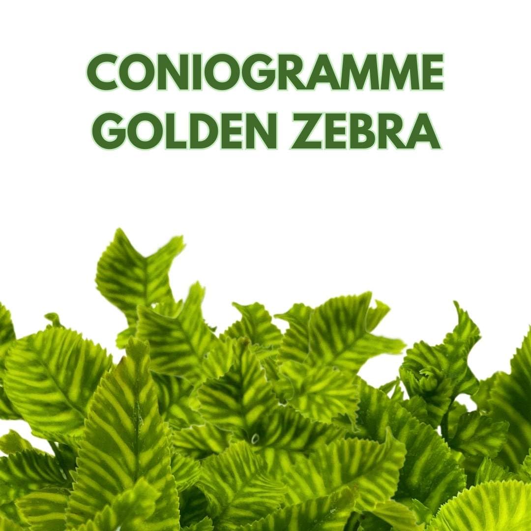 BubbleBlooms Golden Zebra Fern 4 inch Coniogramme emeiensis