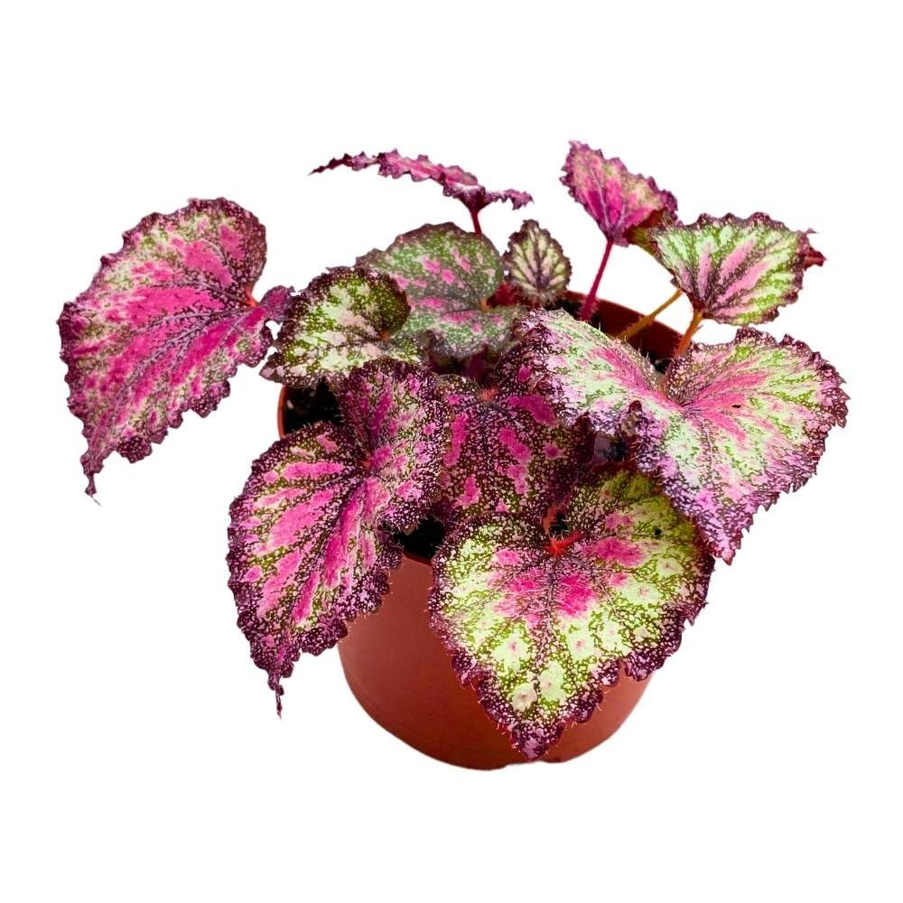 Harmony's Stained Glass 6 inch Begonia Rex Multicolored Splash