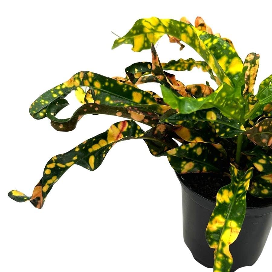 Twisted Variegated Croton Mammy, 4 inch, Very Rare Codiaeum variegatum