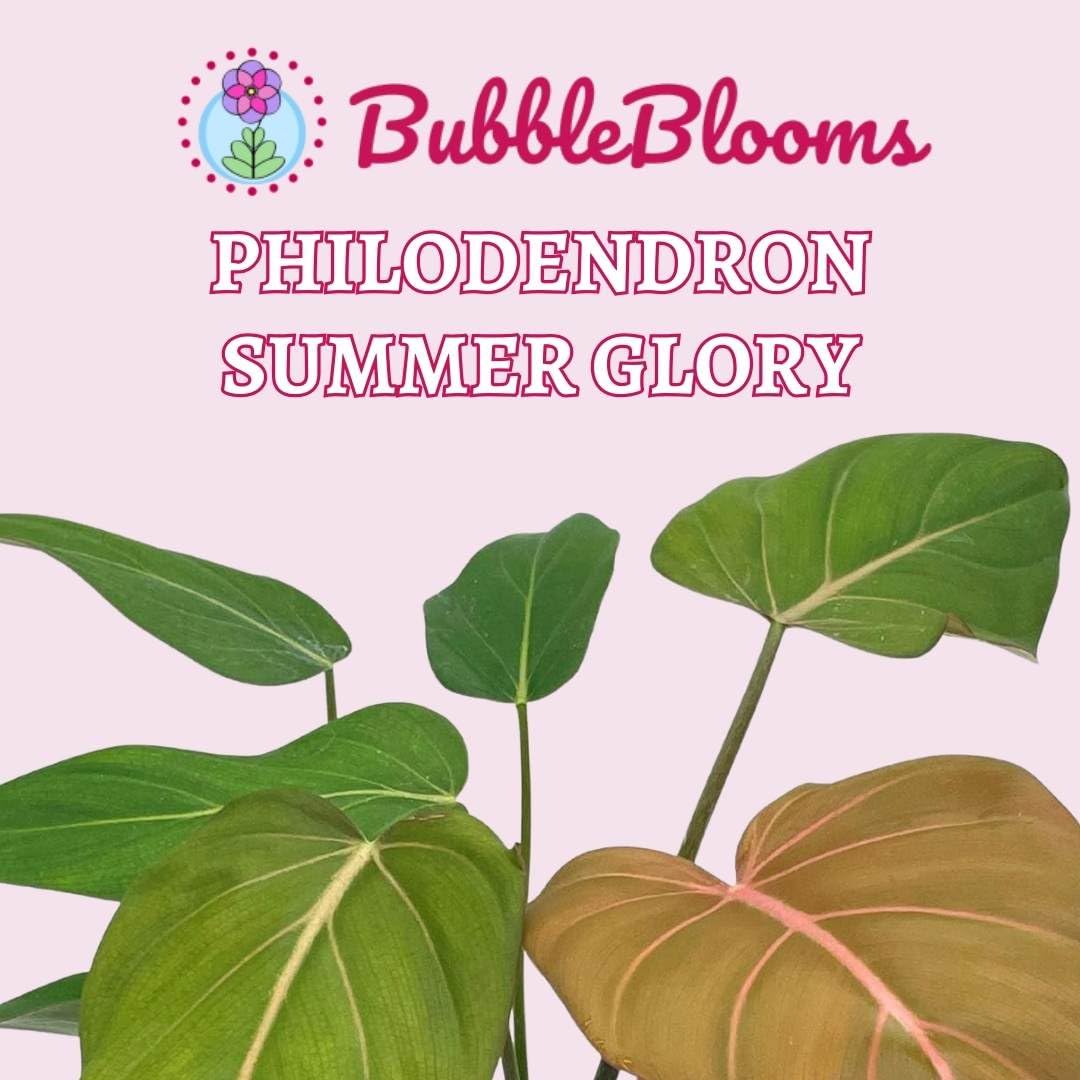 Philodendron Summer Glory 6 inch McColley's Finale X Gloriosum Hybrid, Rare Philo