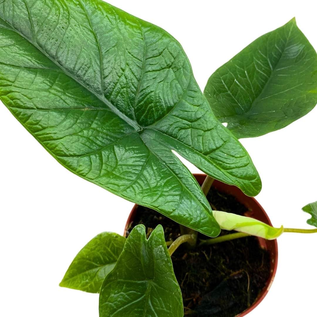 BubbleBlooms Alocasia Scalprum in a 4 inch Pot