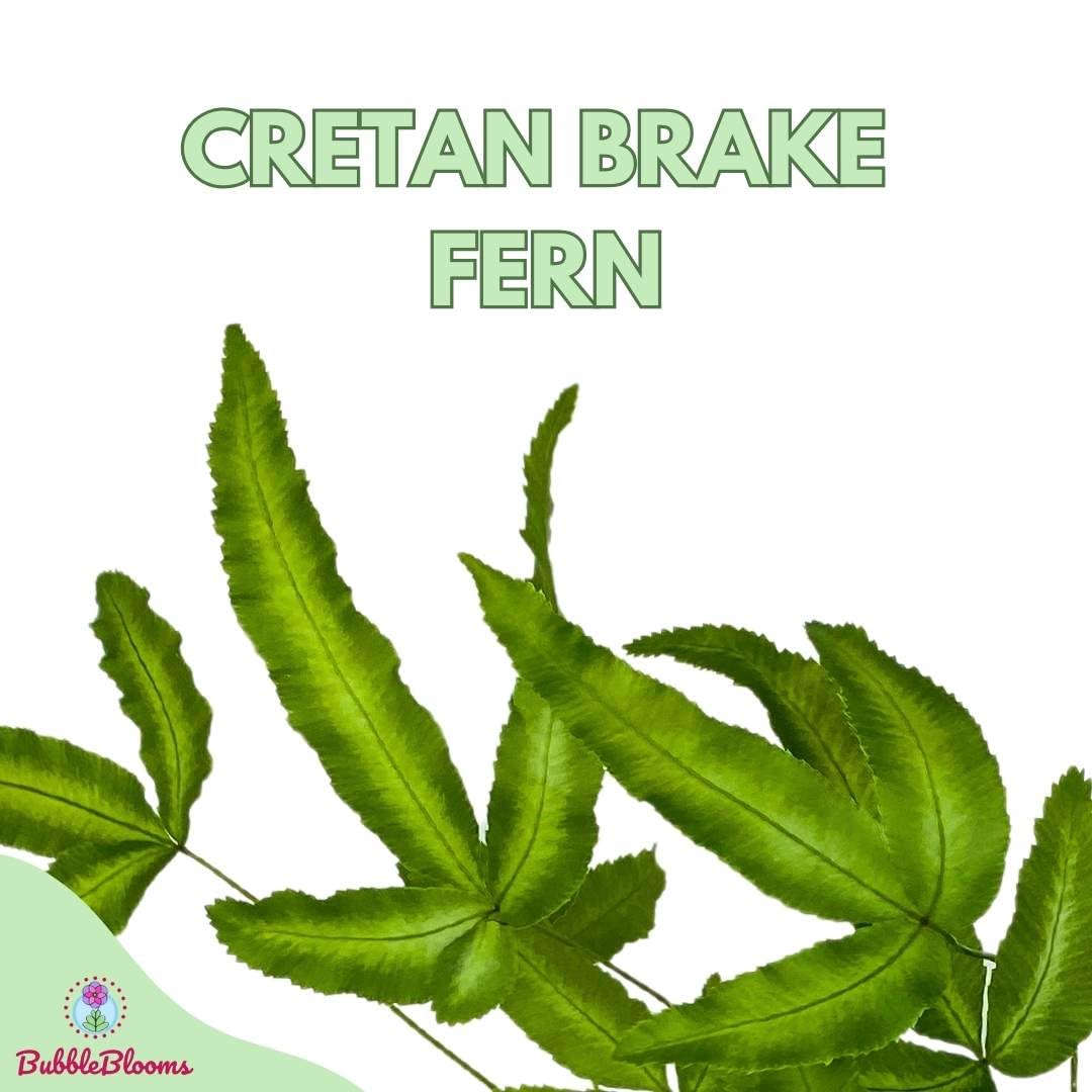 Cretan Brake Fern, 4 inch, Silver Lace Fern, Pteris Cretica, Ribbon Table Fern