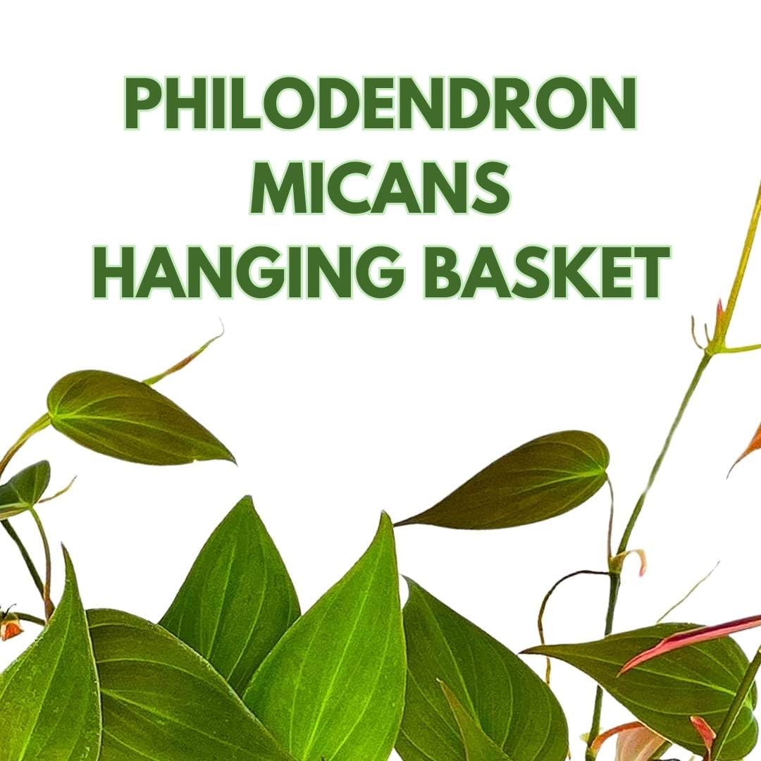 BubbleBlooms Philodendron Micans Hanging Basket