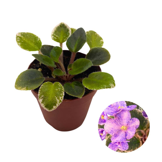 Harmony Foliage Mini African Violet Cajun's Le Bon Ton Roule Variegated, 2 inch Pink Flower