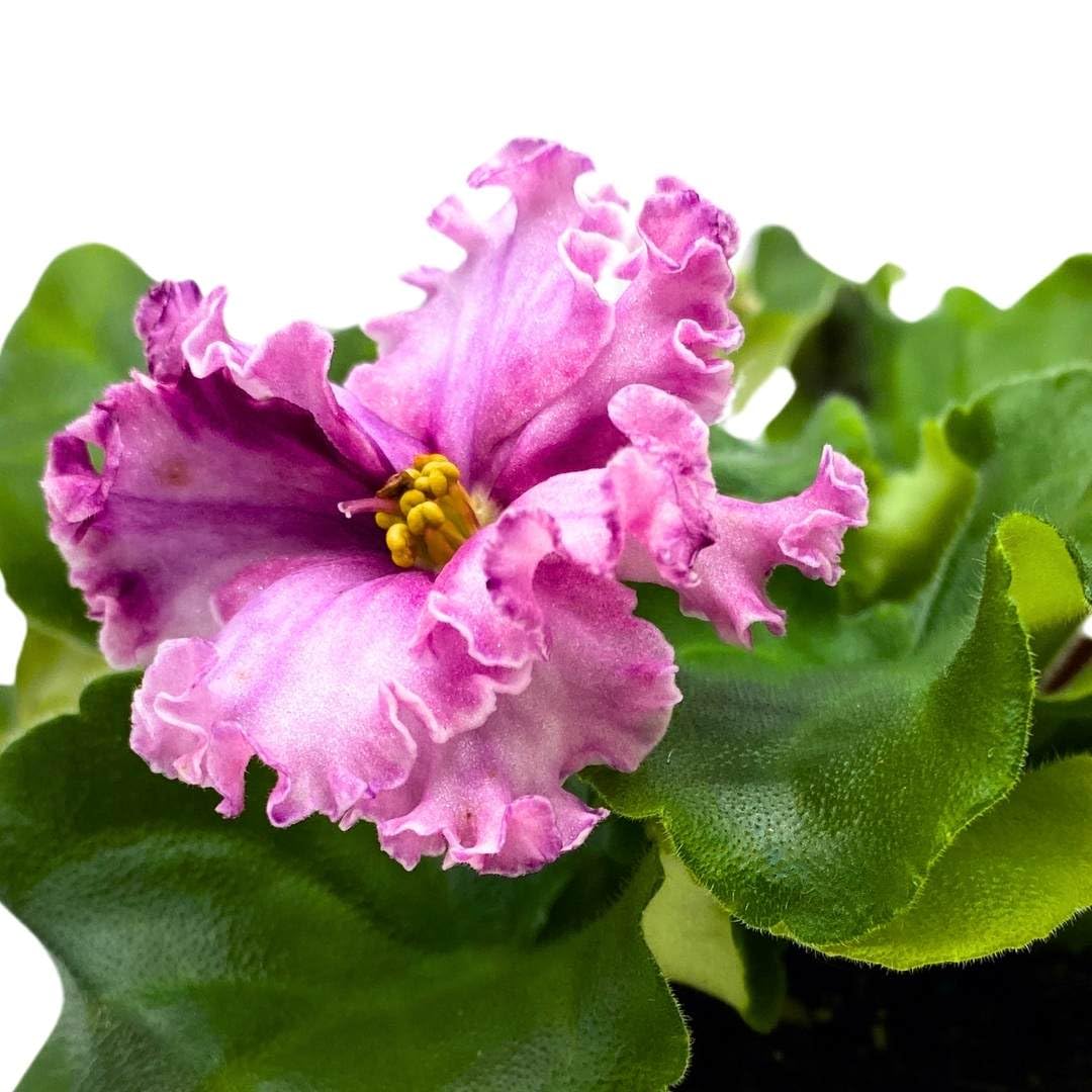 Harmony Foliage African Violet Sport Dark Wine 4 inch