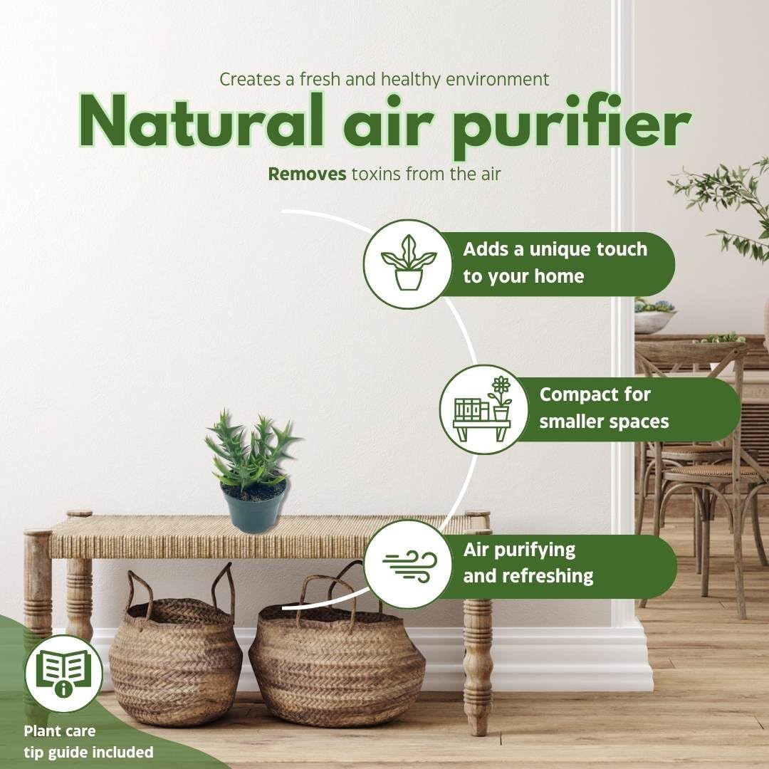 BubbleBlooms Orbea Stapelia Schweinfurthii, 4 inch Rare Orange Flowering Huernia