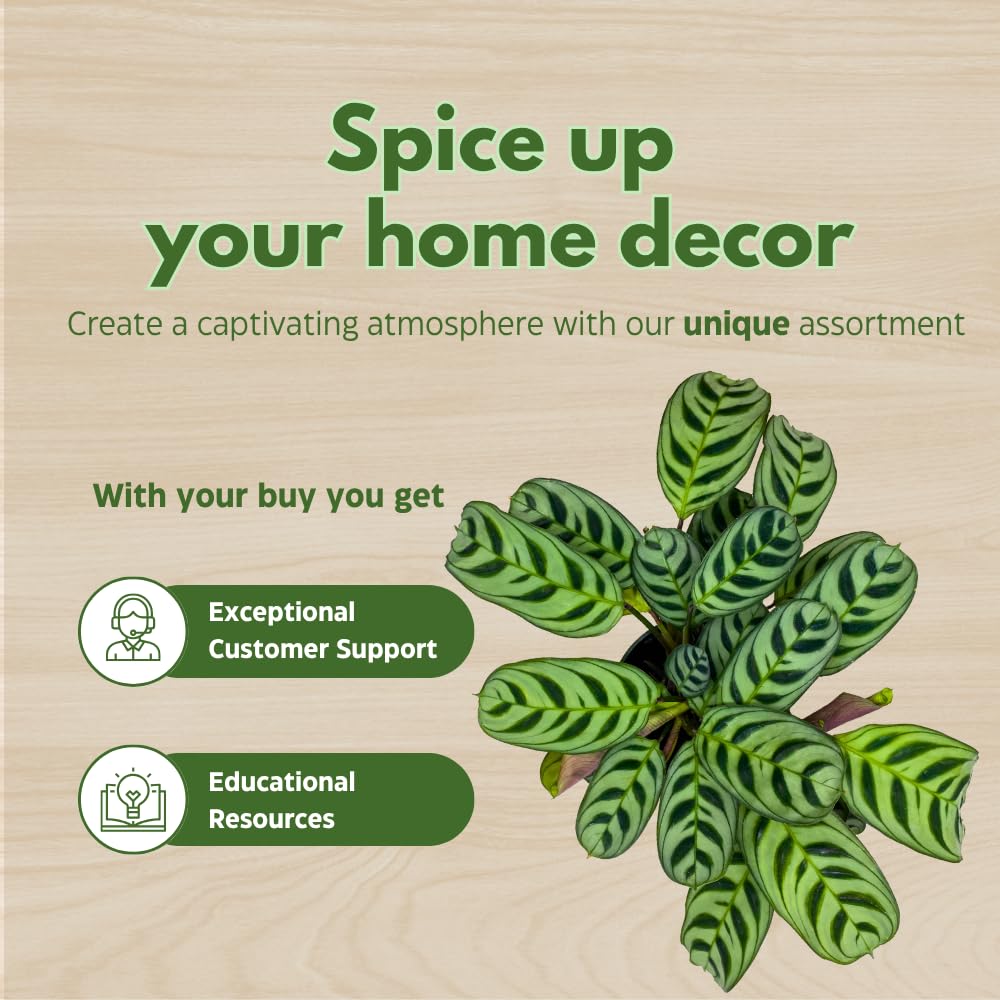 BubbleBlooms Calathea Burle Marxii in a 4 inch Pot Prayer Plant