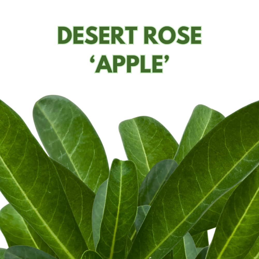 BubbleBlooms Desert Rose Apple in a 4 inch Pot Extremely Rare Flower