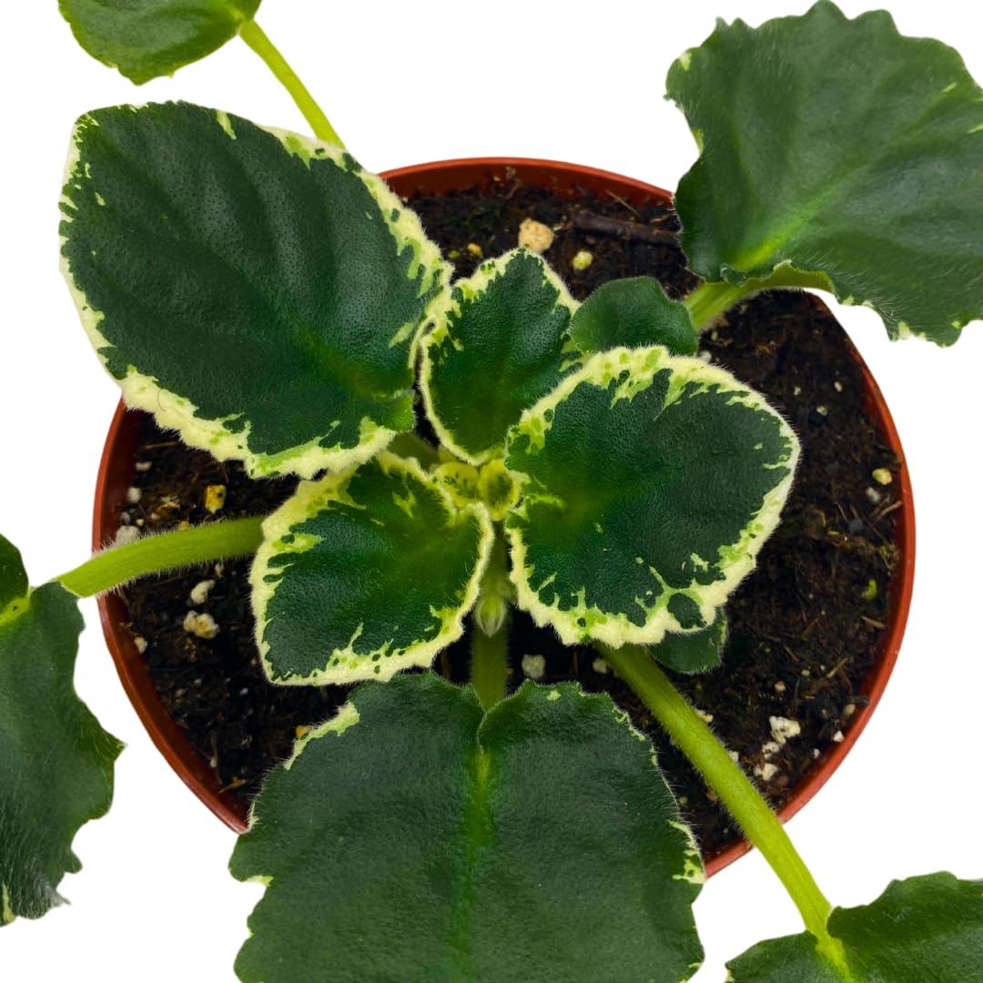 Harmony Foliage African Violet Cool Mint Variegated 4 inch White Flower