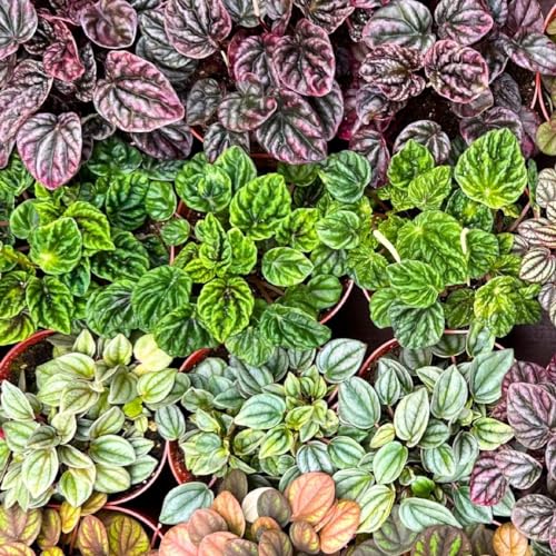 Harmony Foliage Ripple Peperomia Assortment in 4 inch pots 30-Pack Bulk Wholesale