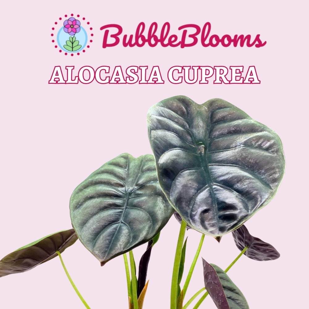 BubbleBlooms Alocasia Cuprea Red Secrets in a 6 inch Pot