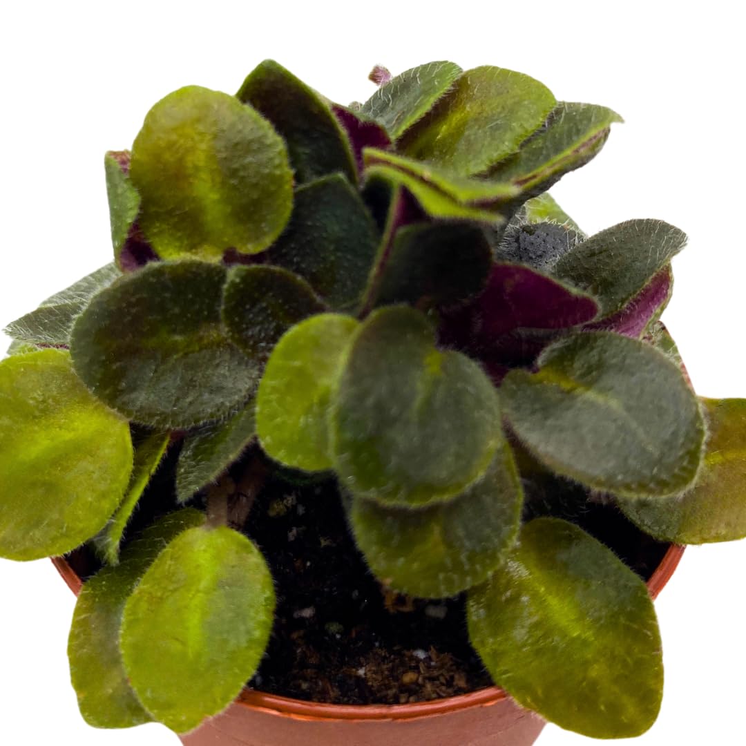 Harmony Foliage Mini African Violet Honey Blue Ace 2 inch Blue Flower