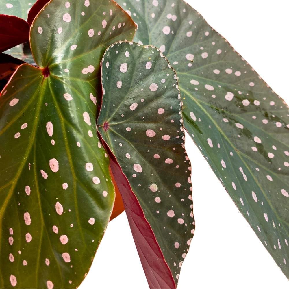 Harmony's Dark Dreamer Angel Wing, 6 inch Cane Begonia Pink Polkadots Variegated Tip