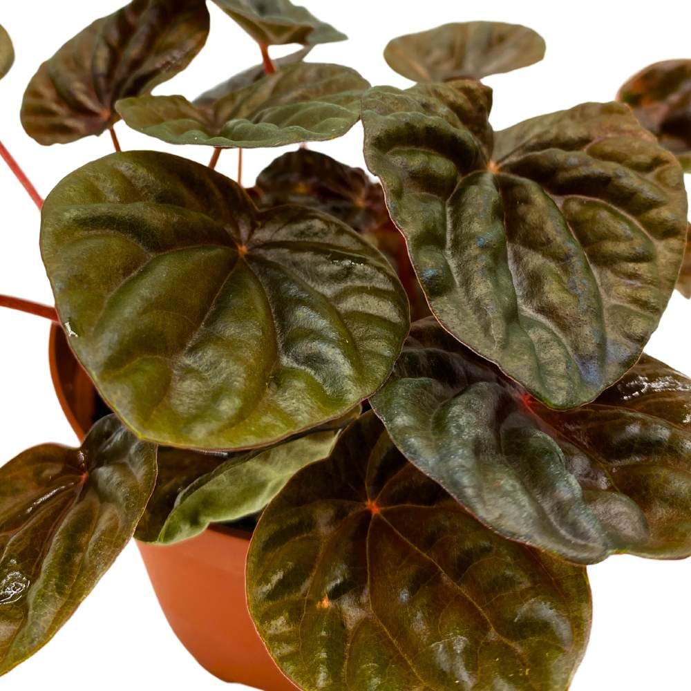 Peperomia Chocolate 4 inch Dark Red Brown Caperata