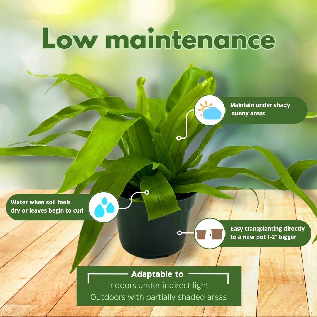 BubbleBlooms Bird Nest Fern, Nidus, 4 inch Asplenium Nidus, Bird's Nest