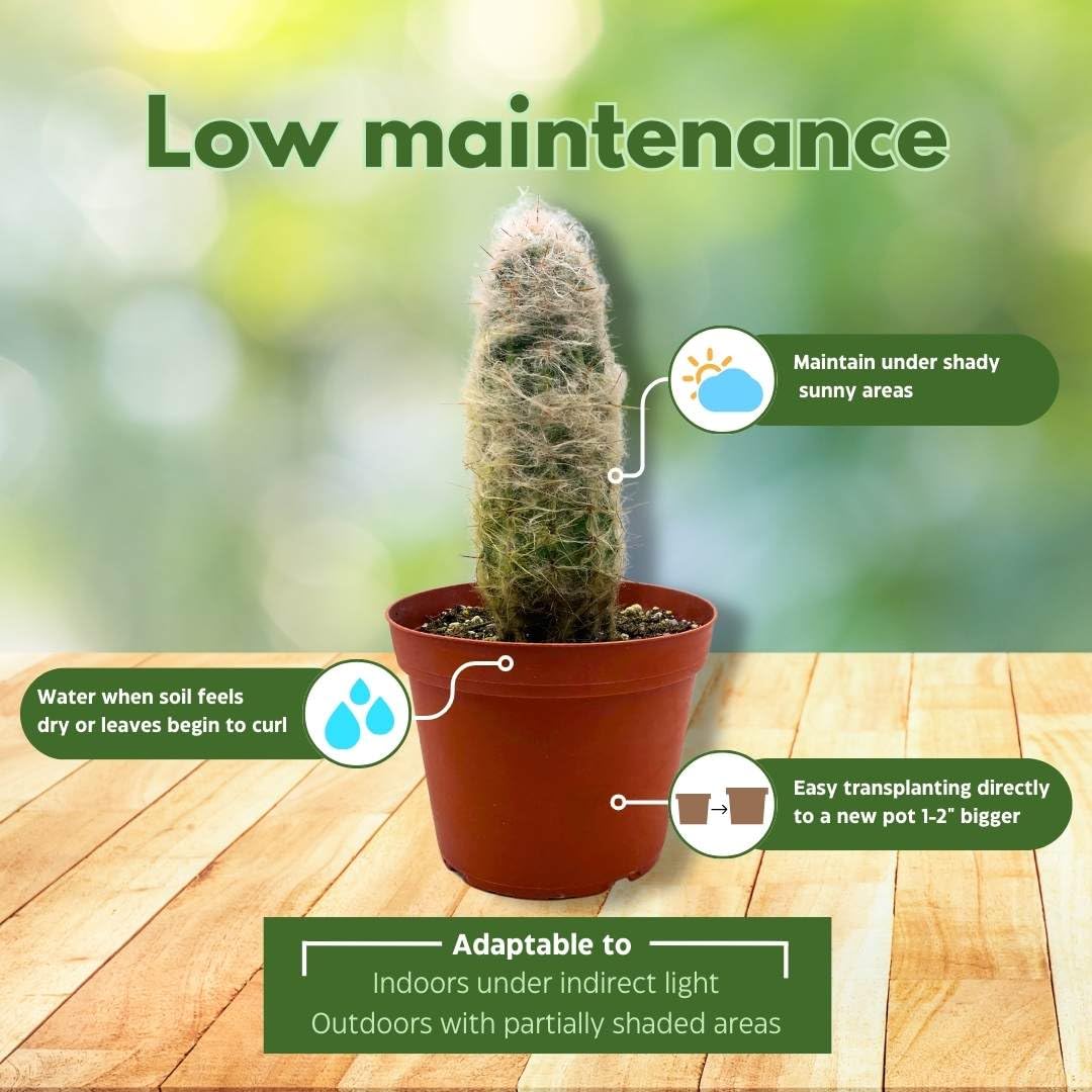 BubbleBlooms Silver Torch Cactus 6 inch