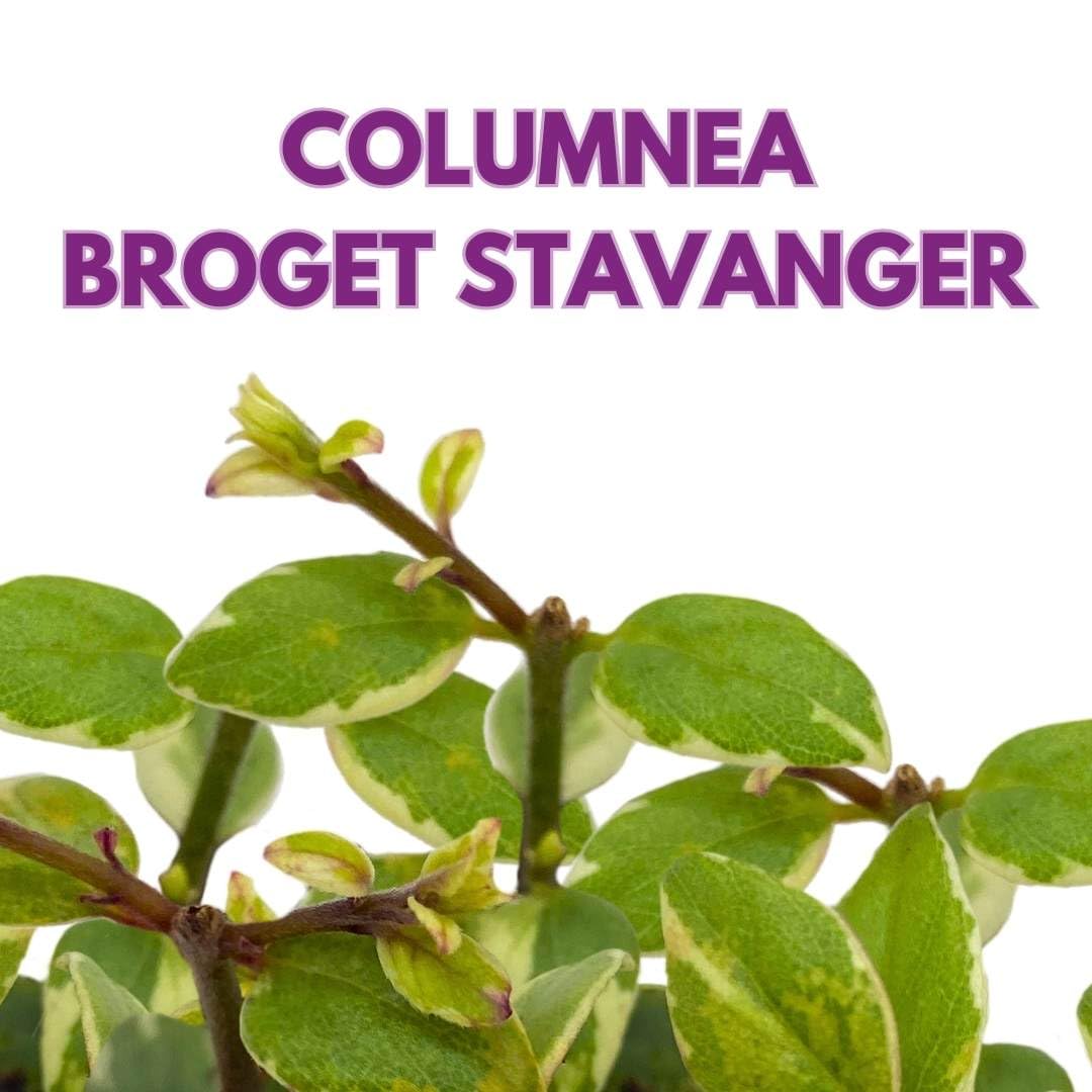 Harmony Foliage Columnea Broget Stavanger in a 2 inch Pot