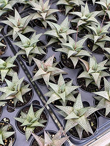 BubbleBlooms Haworthia venosa/Haworthiopsis Tessellata/Venstertjie/Haworthiopsis venosa