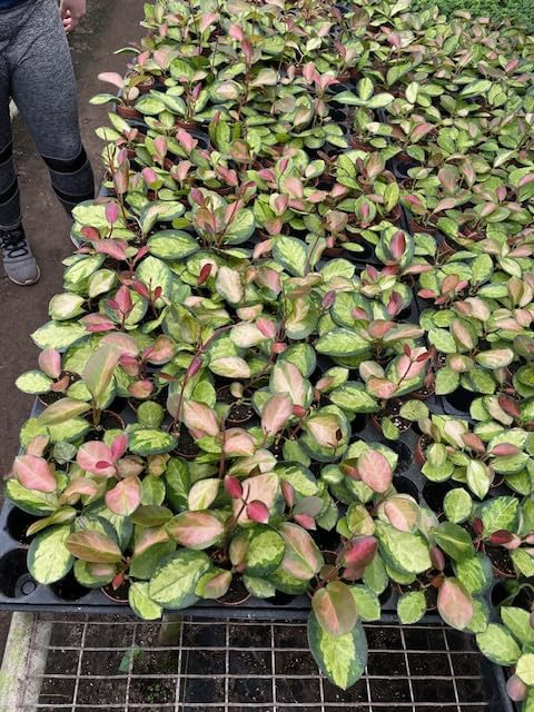 BubbleBlooms Hoya Australis Variegated Lisa Wholesale Bulk 2 inch 45-Pack