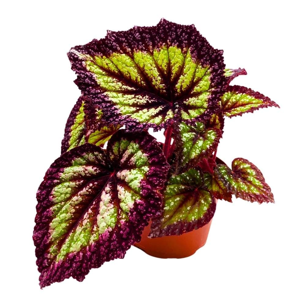 Harmony's Nightfall Begonia Rex 6 inch Super Splashy with Thick Purple Band