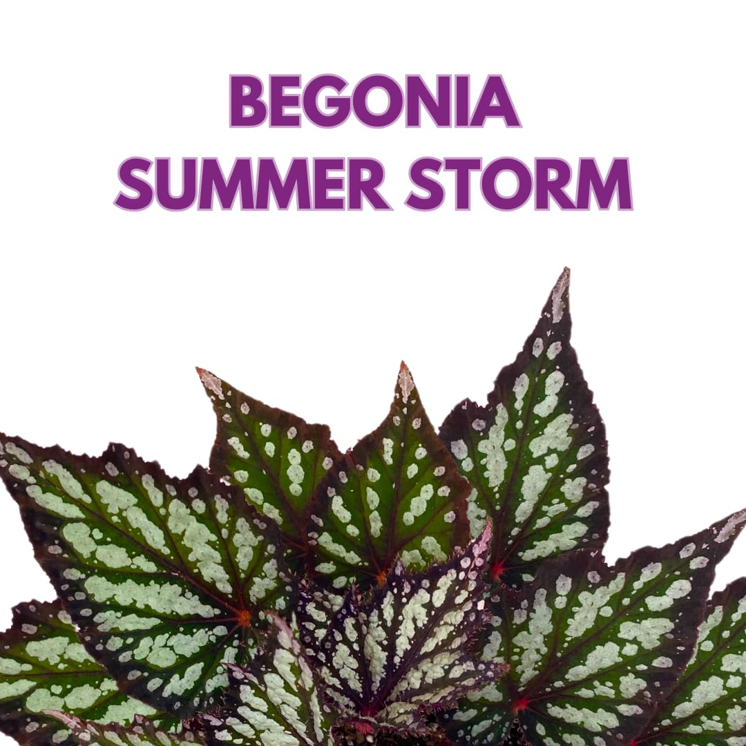 Harmony Foliage Summer Storm Begonia Rex 6 inch