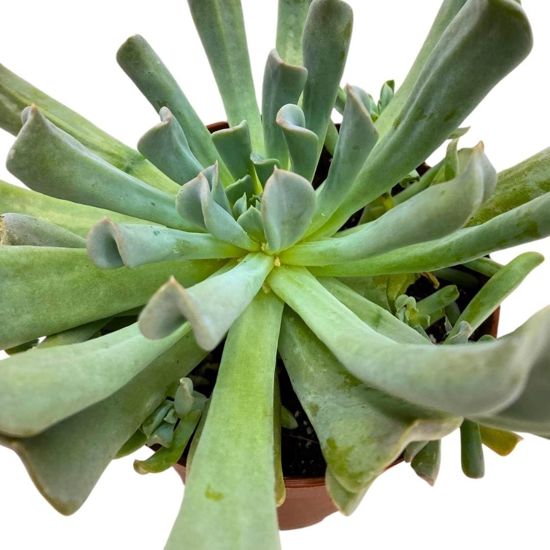 BubbleBlooms Topsy Turvy Succulent 4 inch