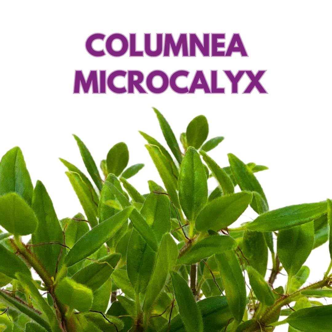 Harmony Foliage Columnea Microcalyx Green Prince in a 4 inch Pot