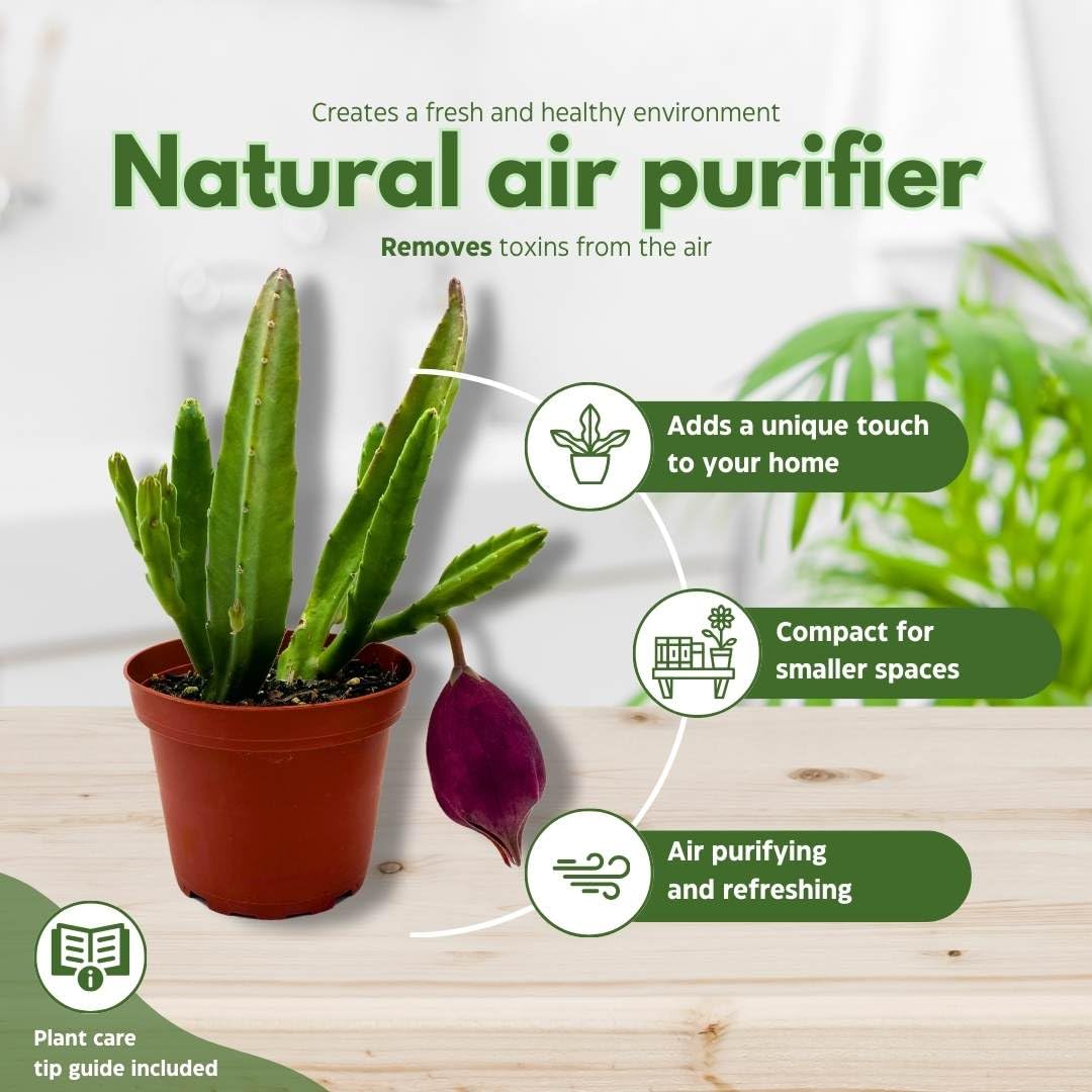 BubbleBlooms Stapelia leendertziae Black Bell Huernia in a 4 inch Pot Carrion Flower Maroon Cup Starfish