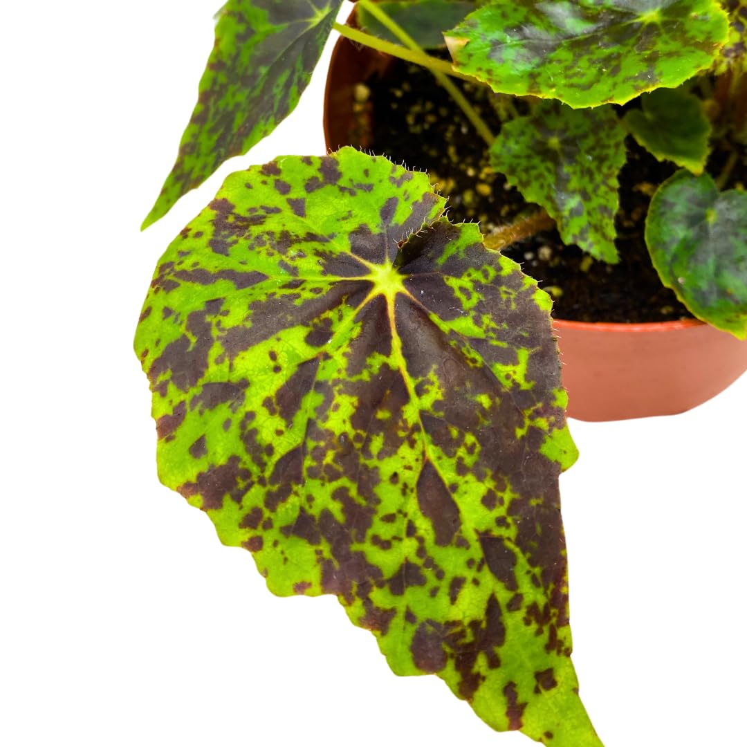 Harmony Foliage Shy Dancer Begonia Rhizomatous 6 inch Green Spotted Rhizo