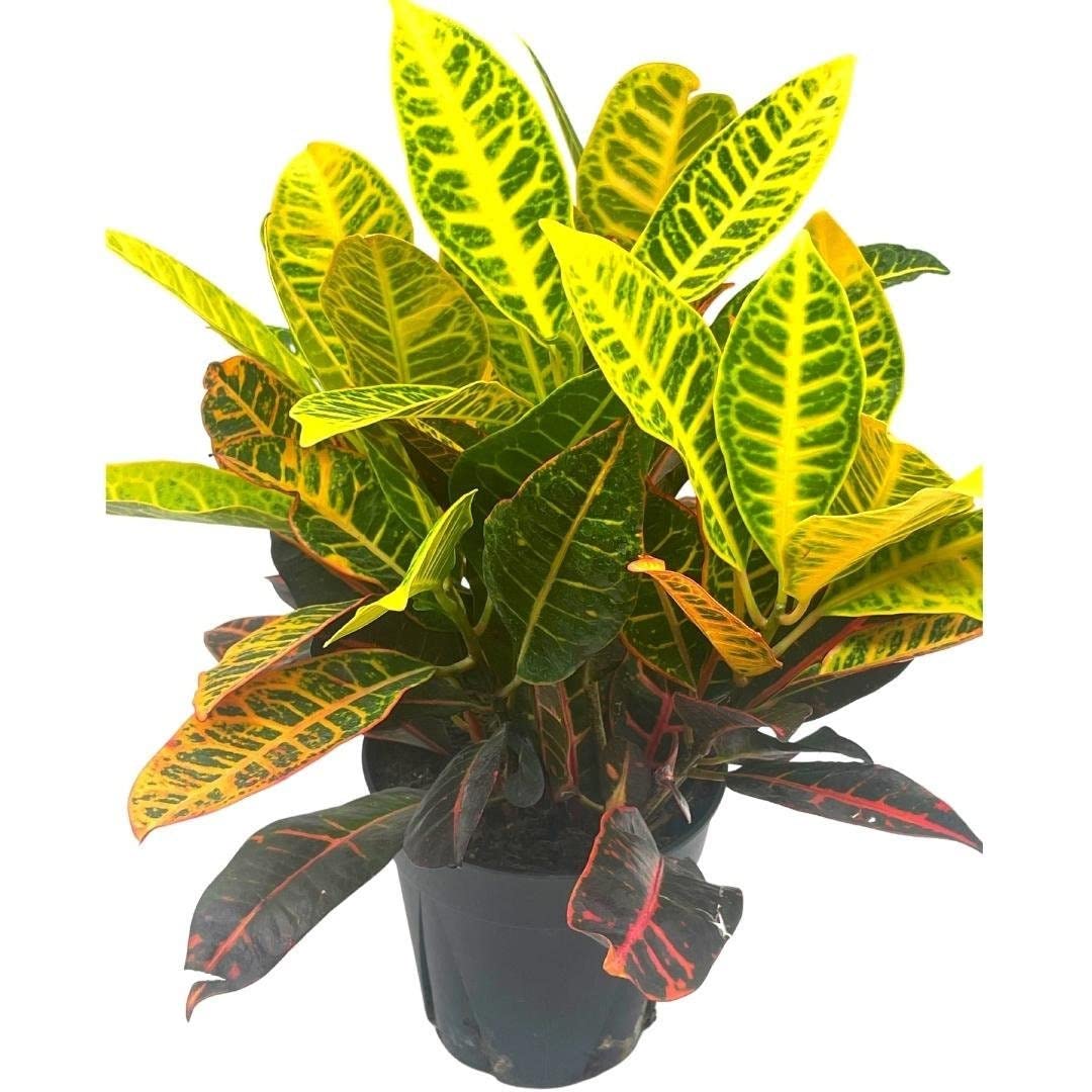 Codiaeum variegatum, 6 inch, Variegated Croton, Garden Croton, Vibrant House Plant