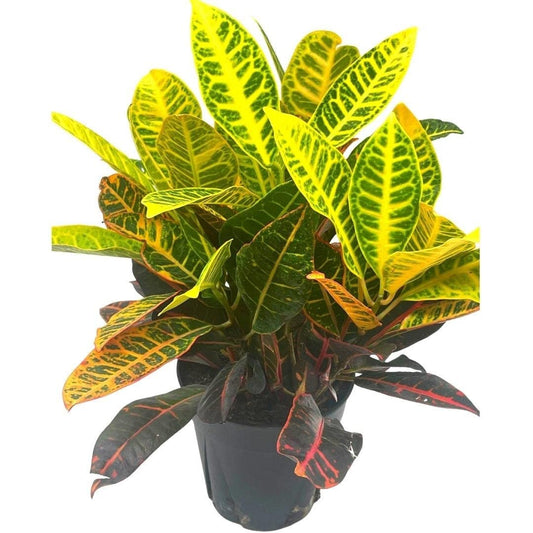 Codiaeum variegatum, 6 inch, Variegated Croton, Garden Croton, Vibrant House Plant