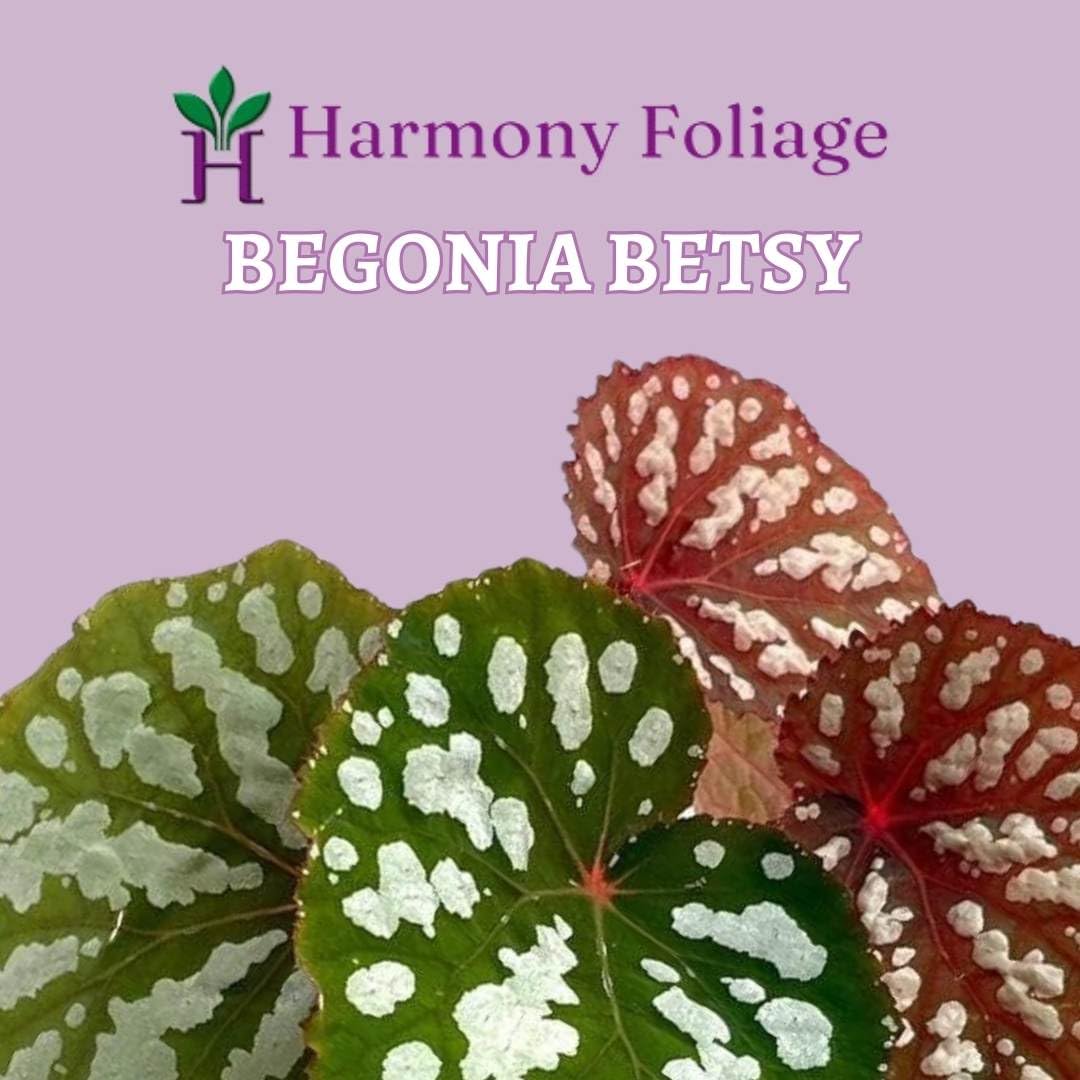 BubbleBlooms Harmony's Betsy, Begonia Rex, 4 inch, Iridescent, Rare Painted-Leaf Begonia, Unique Homegrown Exclusive