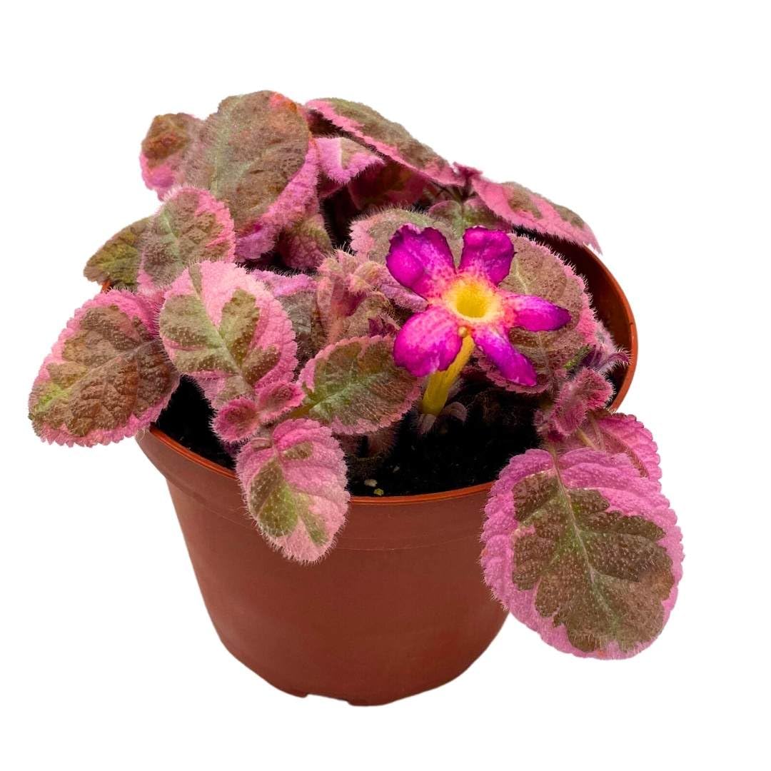 Harmony Foliage Episcia Pink Smoke Rare Variegated Flame Violet Flowering Gesneriad
