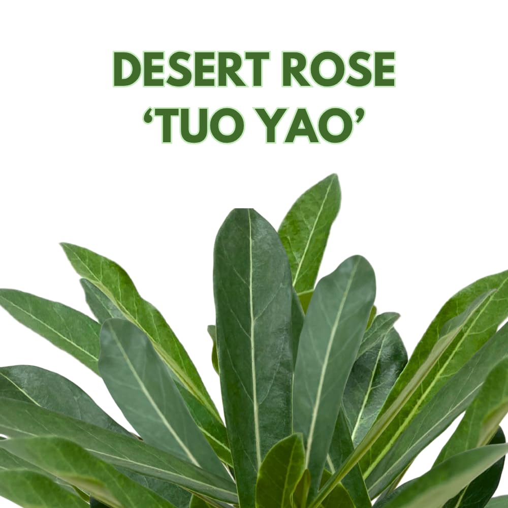 BubbleBlooms Desert Rose Tuo Yao in a 4 inch Pot Extremely Rare Flower