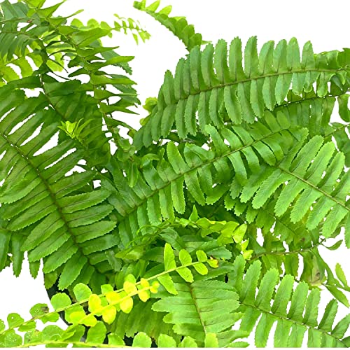 BubbleBlooms Boston Fern Assortment, 3 Different 4 inch Boston Ferns, Nephrolepis exaltata Variety Mix
