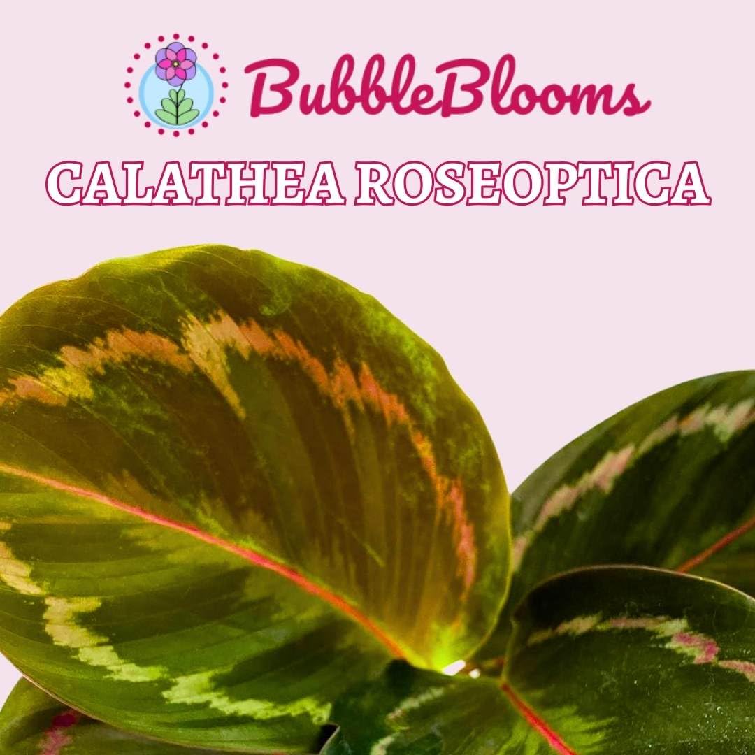 Calathea Roseopicta, Rabbit Ear Prayer Plant, Regal Rose in 2 inch Pot