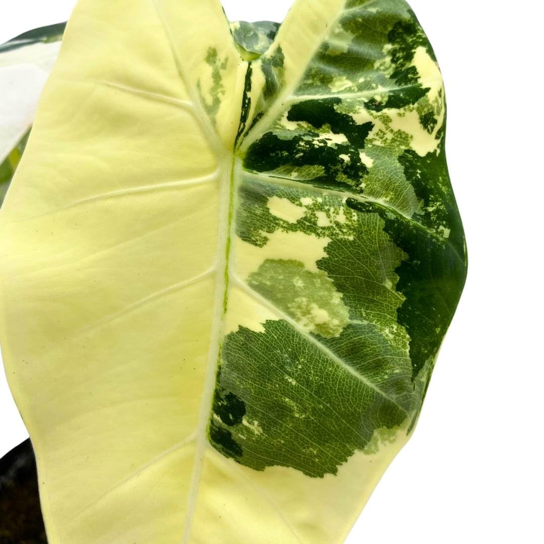 BubbleBlooms Variegated Alocasia Frydek 4 inch