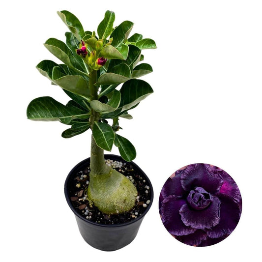 BubbleBlooms Desert Rose Azul Metalico Metallic Blue 5 inch Pot Purple Blue Exotic Rare Flower