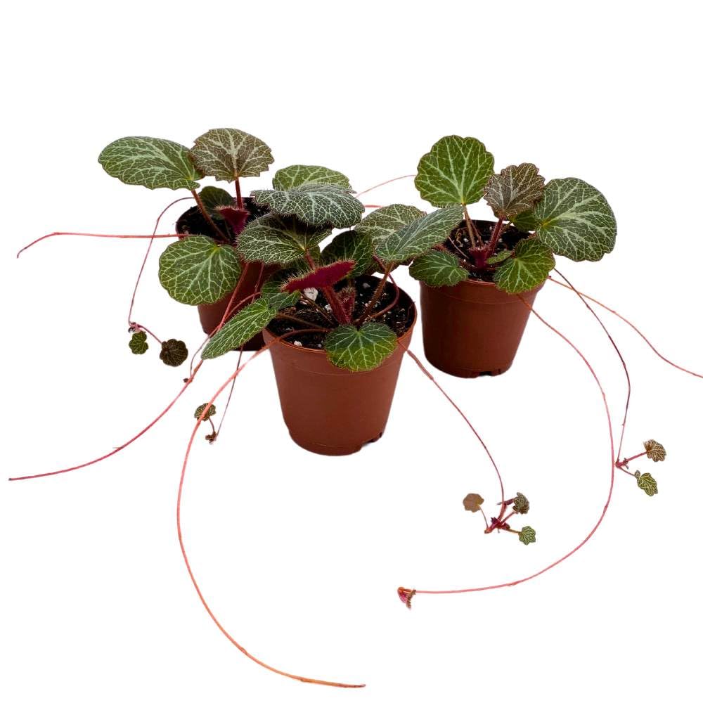 Strawberry Begonia 2 inch Set of 3 Creeping Saxifraga stolonifera