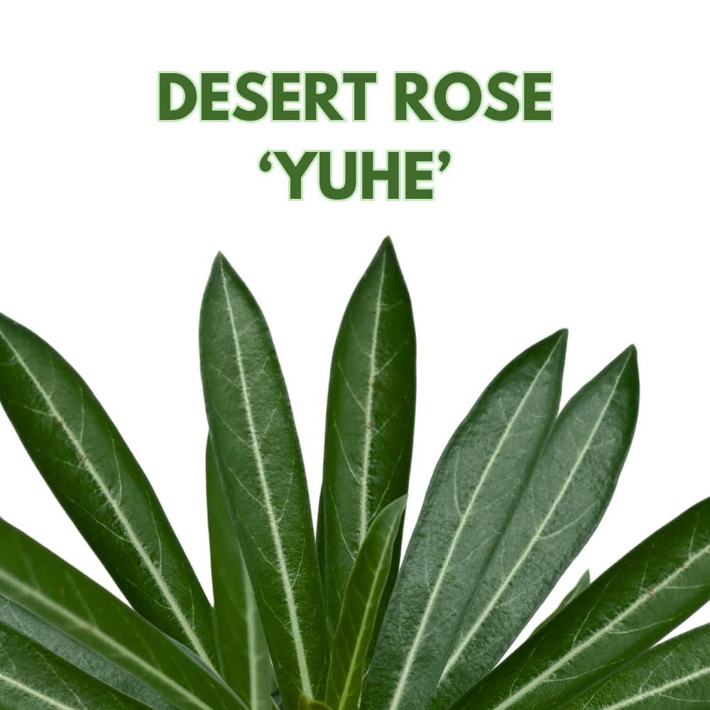 BubbleBlooms Desert Rose Yuhe in a 4 inch Pot Extremely Rare Flower