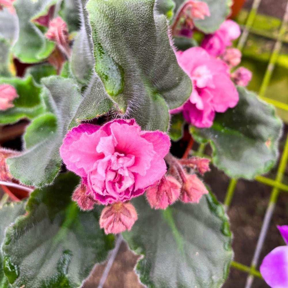 Suncoast Coral Razz African Violet, 4 inch, Gesneriad Pink Flower with Purple Flecks