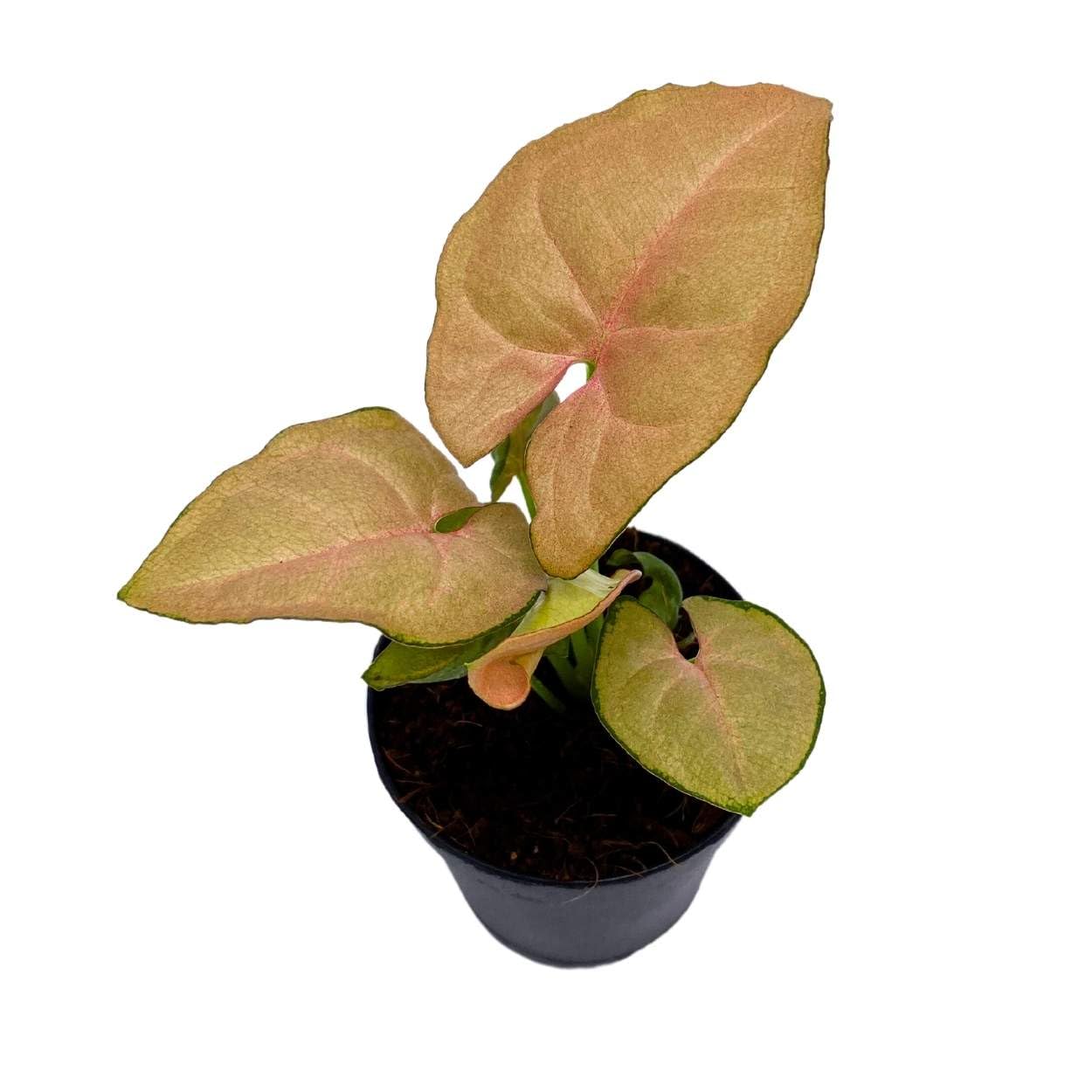 Neon Pink Syngonium, 2 inch Arrow Head Vine Vining Indoor Plant